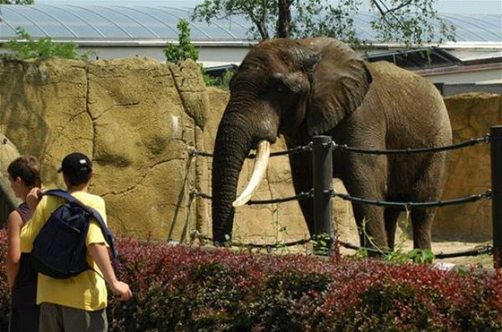 Politici ve Dvoe Králové nad Labem se shodují, e by bylo prospné prohloubit spolupráci se zdejí zoologickou zahradou a udret déle turisty ve mst.