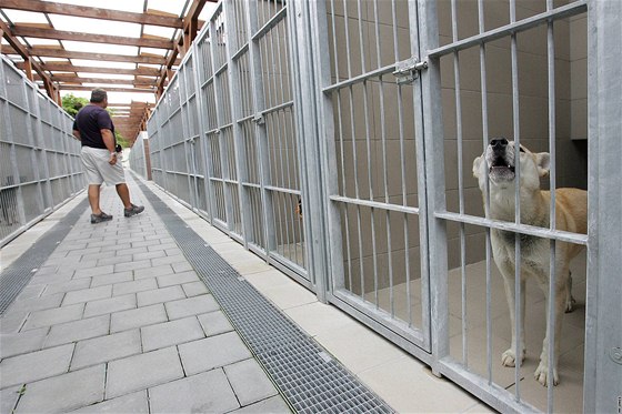 Tebíský psí útulek se po sedmnácti letech fungování v provizorii pesune na nový pozemek za mstem. Ilustraní foto