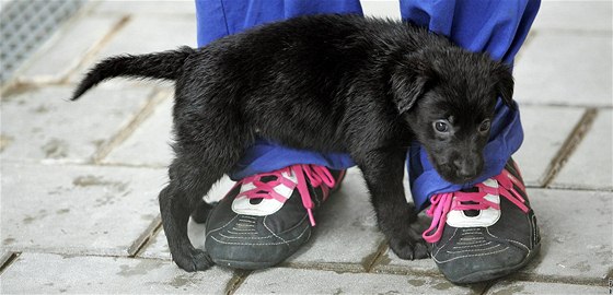 Den otevených dveí v útulku pro oputná zvíata v brnnské Bystrci