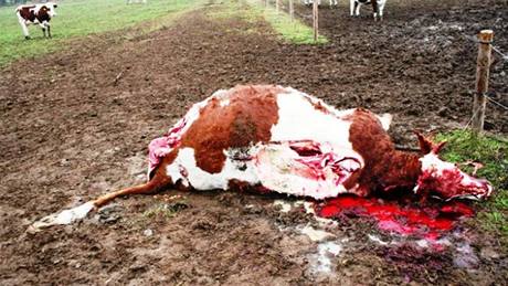 Zabitá kráva ve Valtrovicích