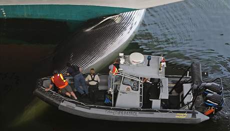 Kanadtí záchranái vyproují tlo plejtváka myoka zaklínné v pídi lodi (25. ervence 2009)