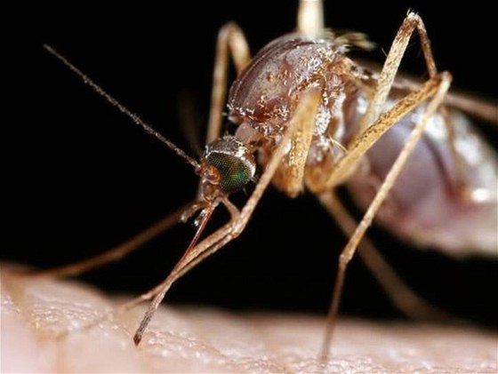 asné jarní druhy komár, které jsou k vidní pi jarních kalamitách, mají vtí rozmry ne letní drobnjí druhy. Ilustraní foto