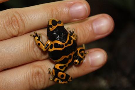 Pralesnika (Dendrobates) v pestrm 