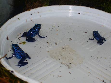 Pralesnikm (Dendrobates) sta mal miska s vodou