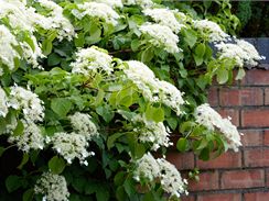 Popnav hortenzie apkat (Hydrangea petiolaris) 