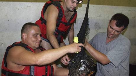 Ekologové zachraují kachnu uvízlou v plzeském podzemí