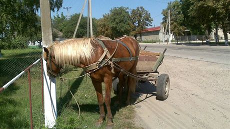 Na moldavském venkov jezdí bohuel po silnicích hlavn kon (foceno z mobilu)