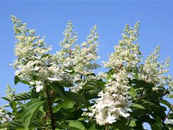 Hortenzii latnatou ( Hydrangea paniculata), a 2 metry vysok ke s nzkm kmnkem, snadno rozpoznte podle kvtnch kuel dlouhch 20 a 30 cm