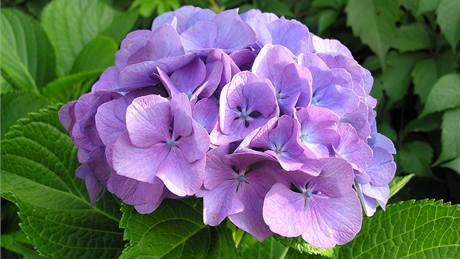 Hortenzie velkolistá (Hydrangea macrophyla) s velkými kulovitými kvty vydrí kvést celé léto a rozzáí i stinné kouty zahrady 