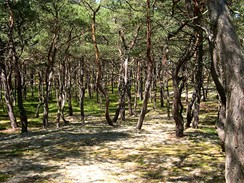 Polsko. Balt, borovicov les - Karwia