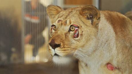 Nový pírustek hodonínské zoo dvouletá lvice Lily a oetovatel Jií Broík