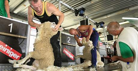 V Malhostovicích na Brnnsku se o víkendu konalo mistrovství ve stíhání ovcí