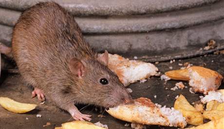 Zbytky potravin v kanálech lákají potkany, je to pro n snadný zdroj potravy. Ilustraní foto.