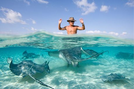 Kajmansk ostrovy, plavn s rejnoky - Stingray City