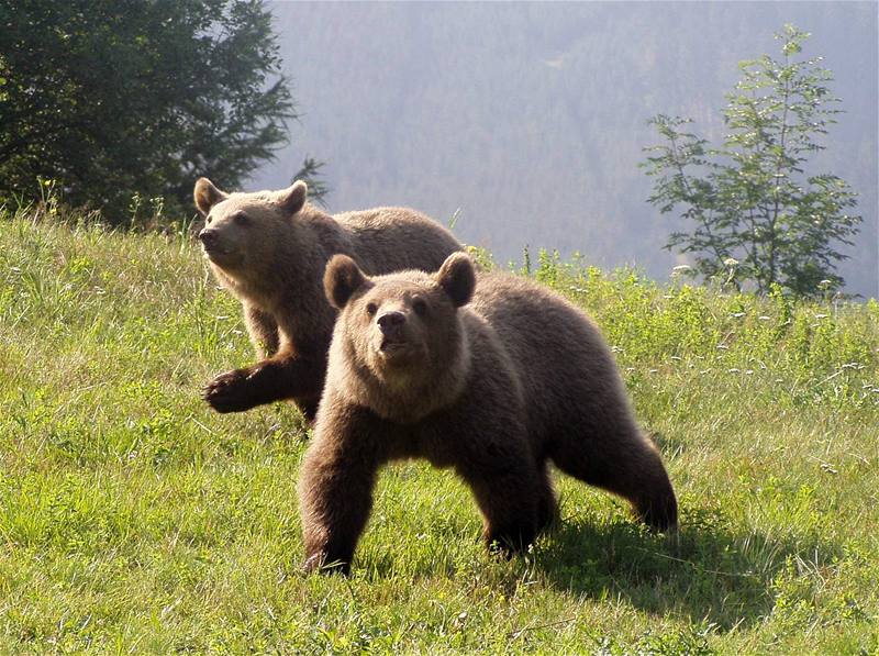 Medvdi v Národní pírodní rezervaci Mioní