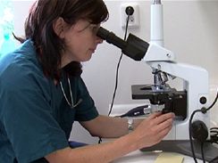 Veterinrn dermatoloka MVDr. Lucia Pankov pi mikroskopickm vyetovn vzork 