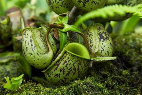 Lkovky (Nepenthes) jsou velice rozmanitm druhem masoravek, jejich pasti se vrazn li velikost, tvarem i zbarvenm