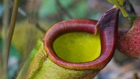 Nepenthes deaniana