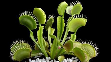 Mucholapka podivná (Dionaea muscipula) z hmyzu tráví pouze potebné iviny, chitinová schránka koisti zstává neporuena