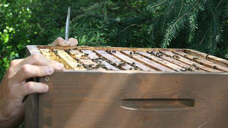 Po odklopení víka úlu se objeví jednotlivé rámky, do kterých vely nosí pyl