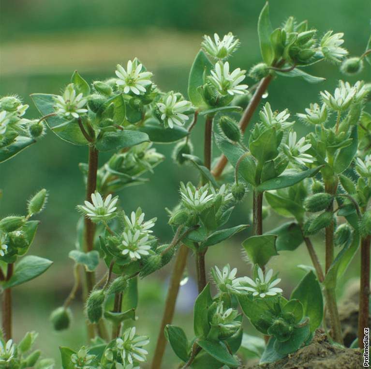 Fotogalerie Žabinec obecný