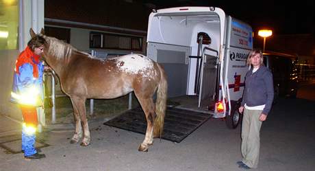 Tomá Förchtgott (vlevo) z brnnské koské záchranky nakládá zranného kon ze ebtína do koské sanity
