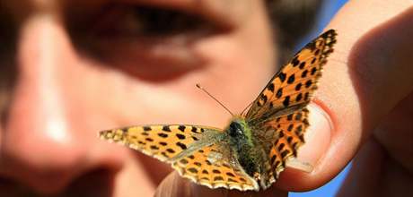 David Novotný zkoumal a poítal motýly v okolí dánic