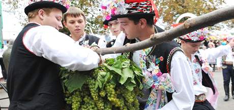 Vinobran ve Velkch Pavlovicch.