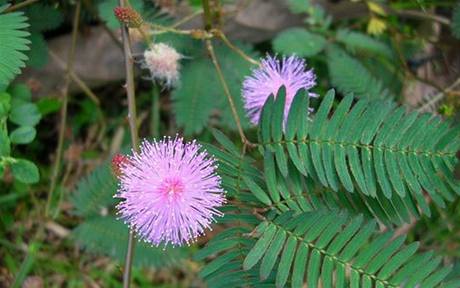 Mimosa Pudica