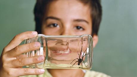 Chytit pavouka a vyhodit ho z domu, nebo jej neúprosn zabít?