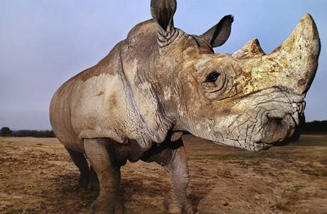 Vzácní nosoroci ze Dvora Králové se zatím do Afriky sthovat nebudou, rozhodli radní. (Ilustraní foto)