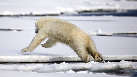 Lední medvdi u nyní bojují s mizícím ivotním prostorem a pytláky. Ilustraní foto.