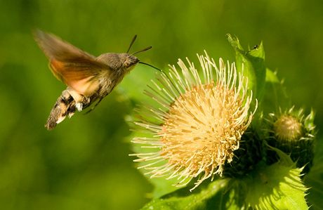 Kivokltsko, dol ticha. Dlouhozobka svzelov (Macroglossum stellatarum)