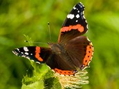 Kivokltsko, dol ticha. Baboka admirl (Vanessa atalanta) odpov na...