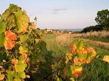 Maarsko, vinice nad Balatonfred, v pozad je vidt hladina jezera