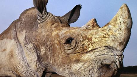 Vzácní nosoroci ze Dvora Králové se zatím do Afriky sthovat nebudou, rozhodli radní. (Ilustraní foto)