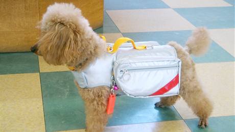 Se svou píruní KPZ je pes vybaven pro pípad zemtesení (Japonsko) 