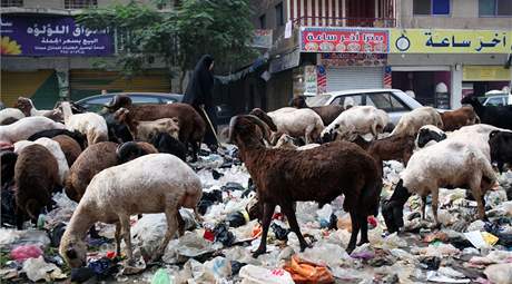 Peborníky v likvidaci káhirského odpadu byla prasata. Úady je nechaly kvli praseí chipce ale vybít a ovce u "neodvádí tak kvalitní práci". (17. záí 2009)