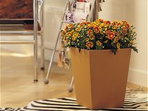 Pro floristy jsou chryzantmy vdnm objektem zjmu, s jeho pomoc lze spolehliv oivit kad interir