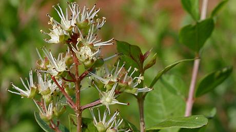 Henna (Lawsonia Inermis)