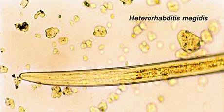 Heterorhabditis megidis