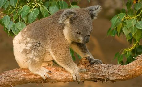Medvdek koala