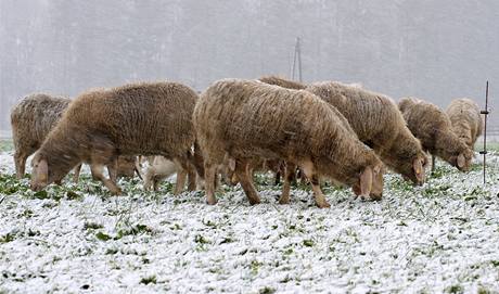 Stdo ovc na louce u rakouskho Salzburgu neodradila ped hlednm potravy  ani snhov pikrvka . (14. jna 2009)