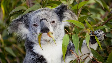 Medvídek koala