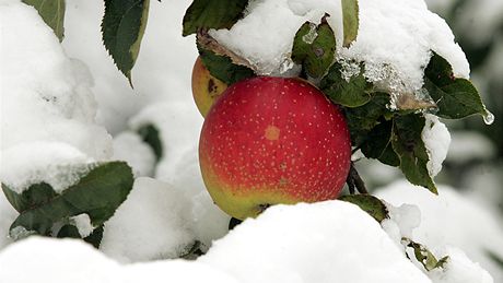 Snhová kalamita - Petrovice, jablko pod bílou peinou (16. íjna 2009)