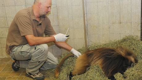 Paviána deladu Heika, který utekl z brnnské zoo, chytili chovatelé pomocí narkotizaní puky.