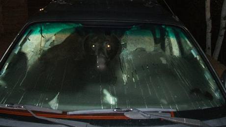 Na pekvapené policisty koukal z auta místo zlodje medvd