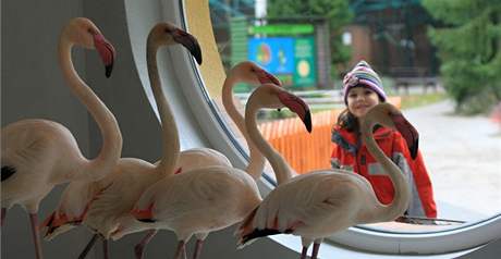 Hodonnsk zoo se rozrostla o osmnct plamek rovch