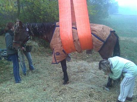 Zchrana patnctilet zeslbl kobyly u Lipnku na Mladoboleslavsku