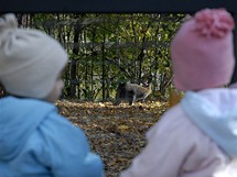 Podblanicko. Dti na Jemniti jist zaujme mal ZOO